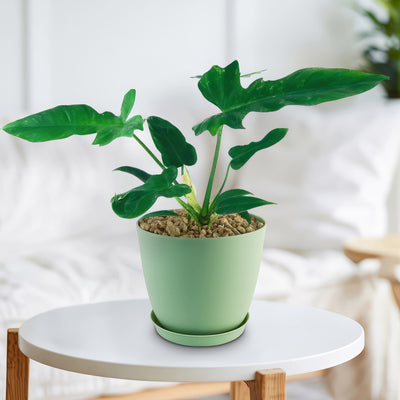 Philodendron Golden Dragon