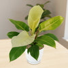 Moonlight Philodendron