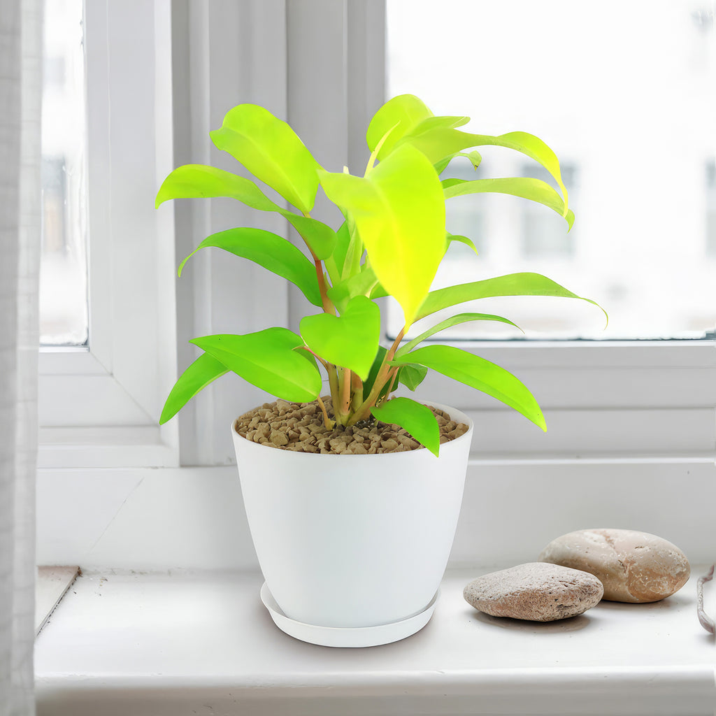 Philodendron ‘Golden Goddess’