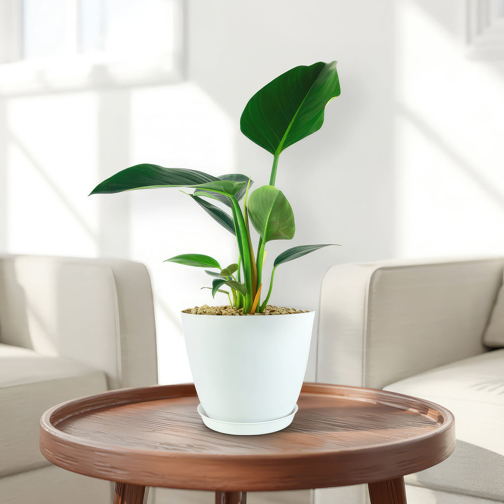 Philodendron ‘Green Congo’