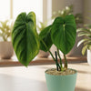Philodendron ‘Mcdowell’