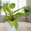 Painted Lady Philodendron
