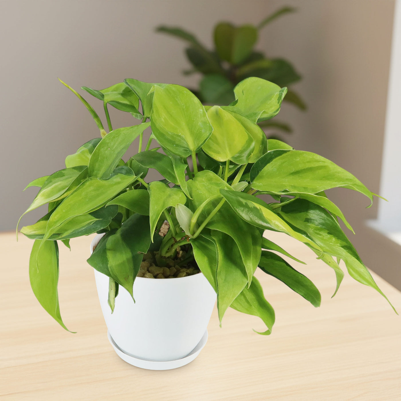 philodendron grizzly Shop 'Philodendron brasil' Care and Growing Guide