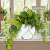 Philodendron ‘brasil’