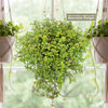 Pilea glauca - Silver Sparkle Plant