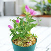 Pink Ladies Plant ‘Oenothera speciosa’