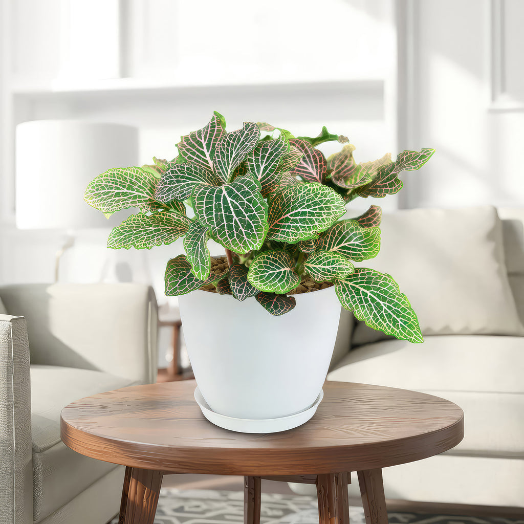 Pink Nerve Plant – Fittonia albivenis ‘Pink’