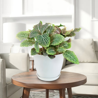 Pink Nerve Plant – Fittonia albivenis ‘Pink’