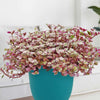 Pink Panther Plant with trailing green and pink variegated leaves displayed on a table in a bright, modern room.