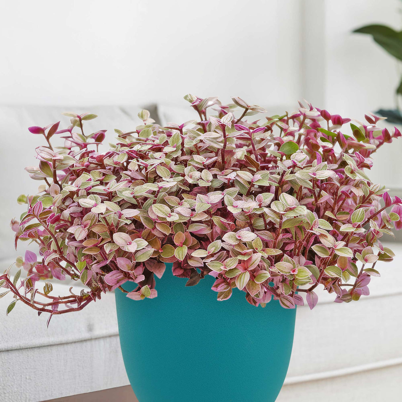 Shop 'Pink Panther Plant - Tradescantia Callisia repens Pink Panther' Care  and Info