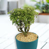 Ming Aralia Gold ‘Polyscias fruticosa