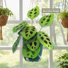 Prayer Plant ‘Maranta leuconeura’