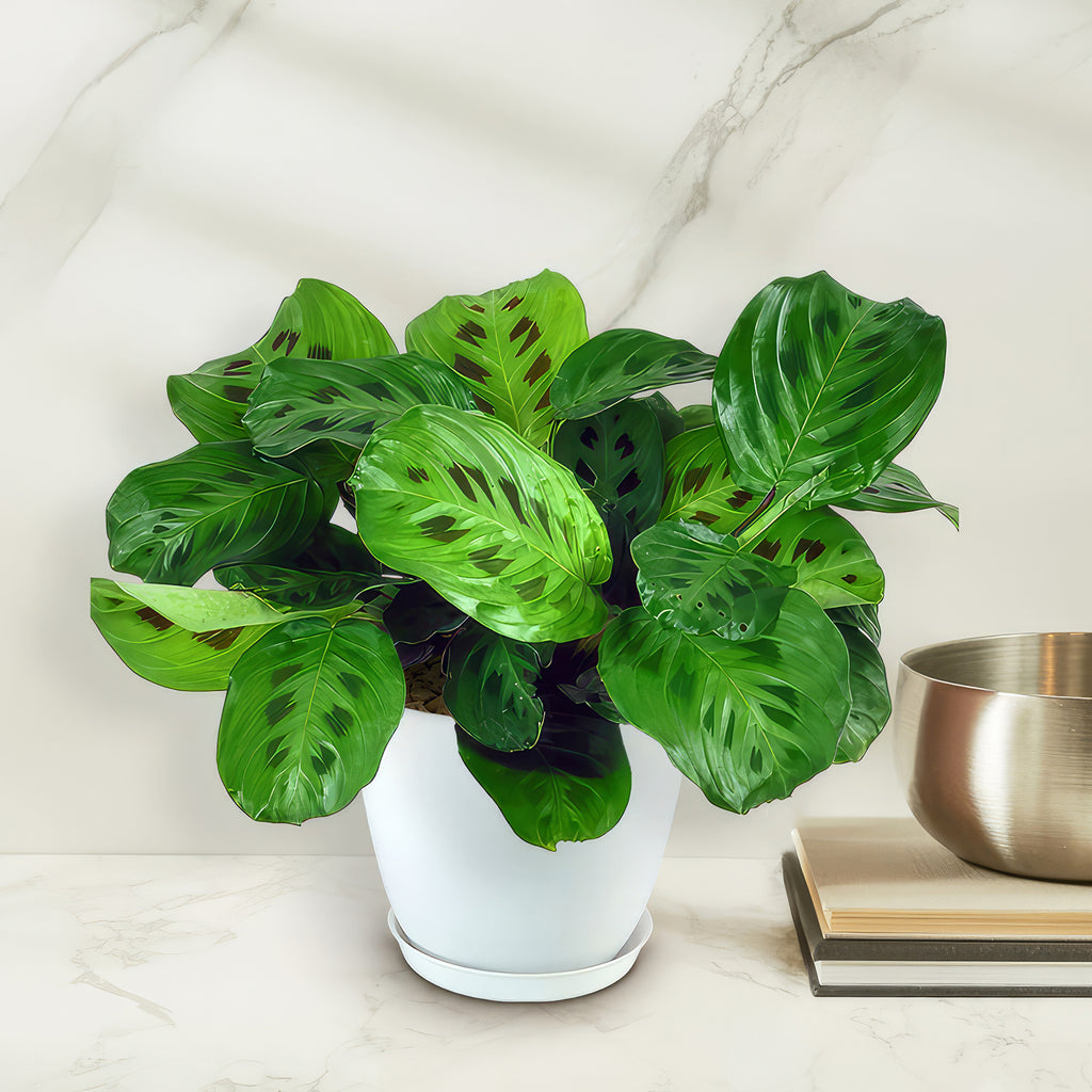 Prayer Plant ‘Maranta leuconeura’