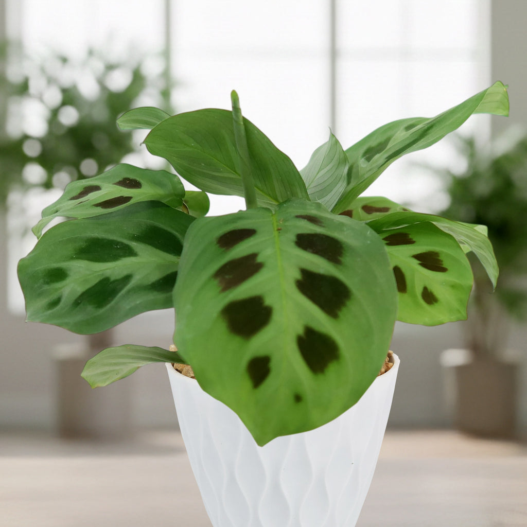 patrol_placeholder_a6ead9acc5af34cb22c78a05ed144ef7