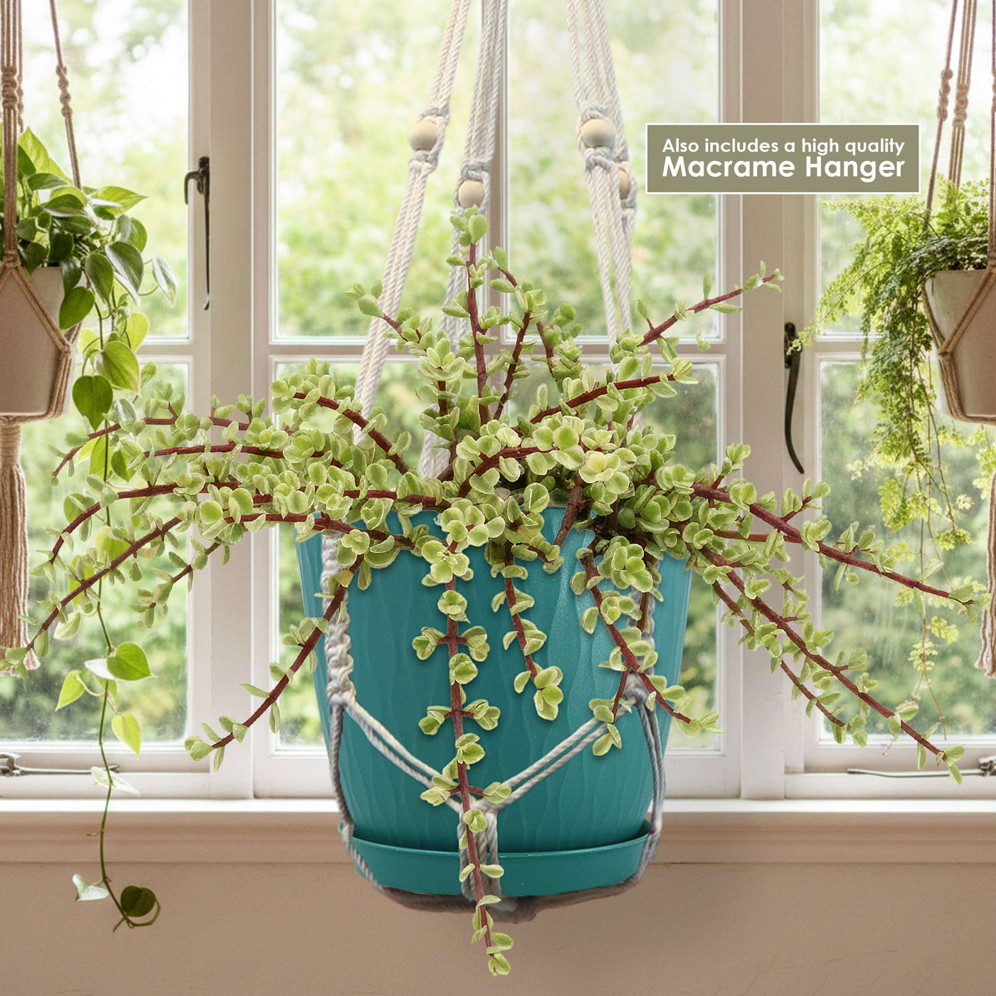 Rainbow Bush 'Portulacaria afra variegata' - Shop online at Planet