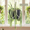 Rat Tail cactus with long green stems displayed in a white macrame hanger by a sunny window. Includes high quality hanger.