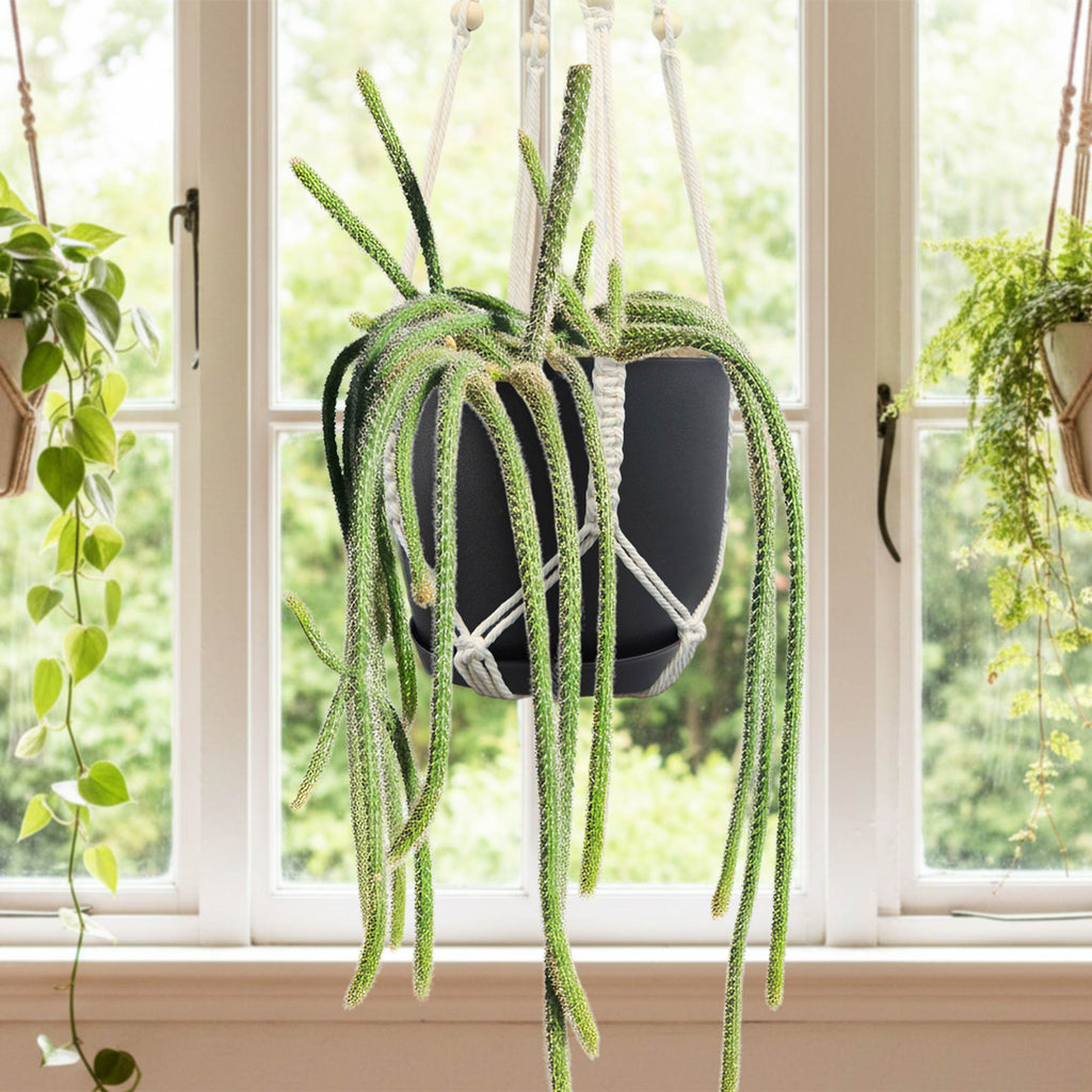 rat tail cactus in a black hanging pot