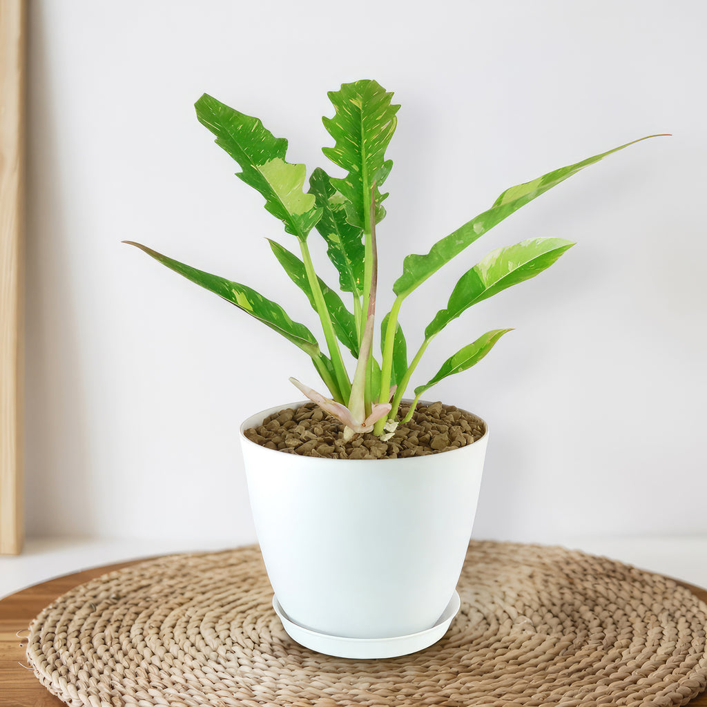 Ring of Fire Plant - Philodendron ‘Ring of Fire’