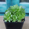Rosularia platyphylla