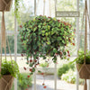 Ruby Cascade Plant - Peperomia ‘Ruby Cascade’