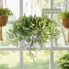 Ruby Necklace Plant &