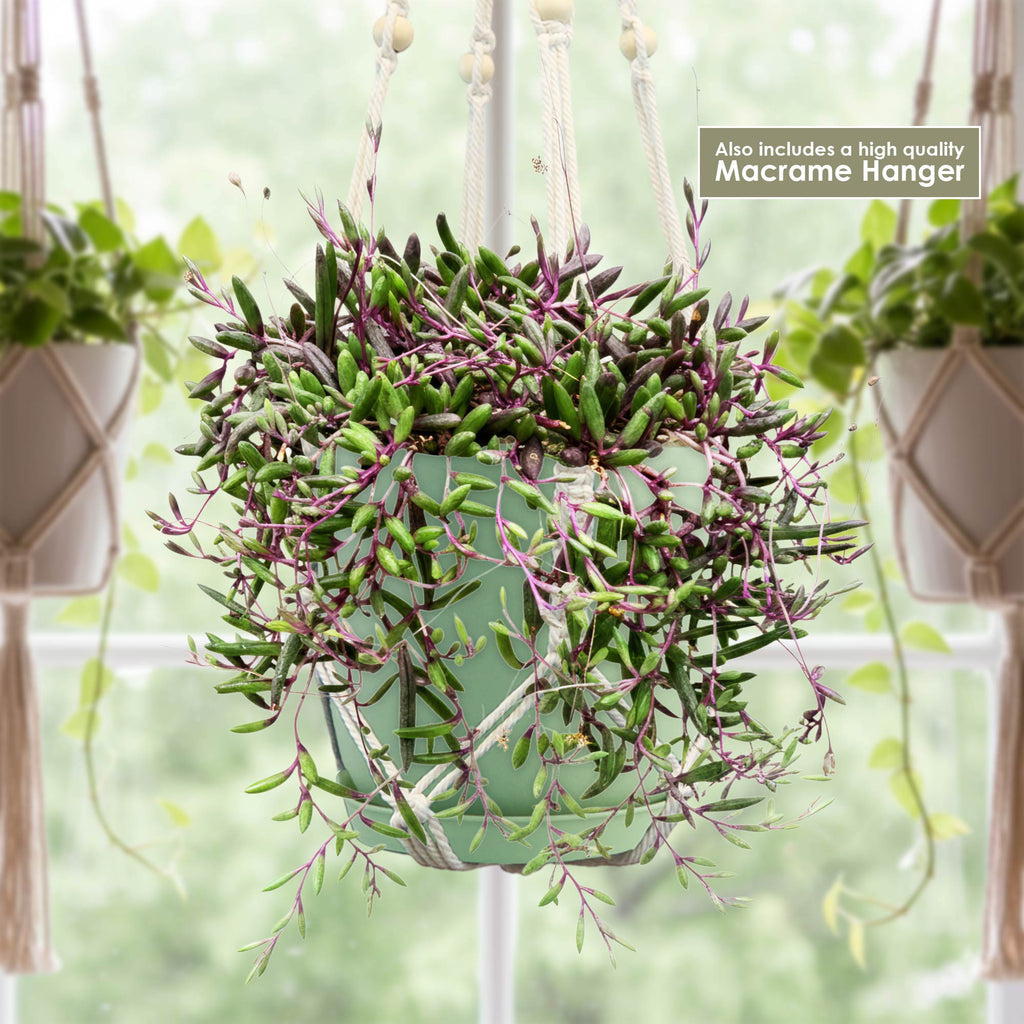 Ruby necklace plant in a light green pot 1 gal