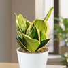 Close-up of Sansevieria Bird Nest, a hardy indoor plant with green, yellow-edged leaves in a white pot on a light surface indoors.