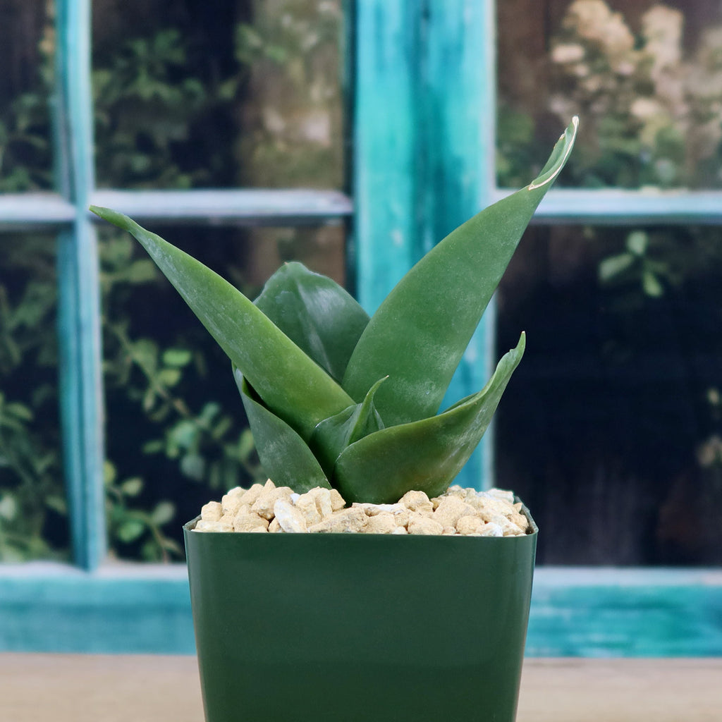 Black Jade Snake Plant ‘Sansevieria hahnii Black Jade’