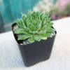 Sempervivum ‘Green Wheel’ (Hens and Chicks)