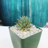 Sempervivum ‘the Rocket’