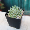Sempervivum Chick Charms ‘Sugar Shimmer’