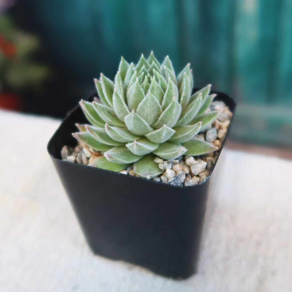Sempervivum Chick Charms ‘Sugar Shimmer’