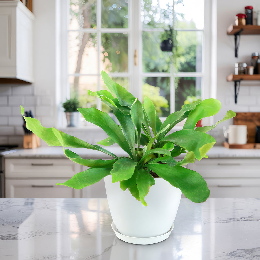 Staghorn Ferns Plants ‘Platycerium bifurcatum’