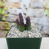 Stapelia mutabilis plant in a pot with pebbles on a blurred natural background