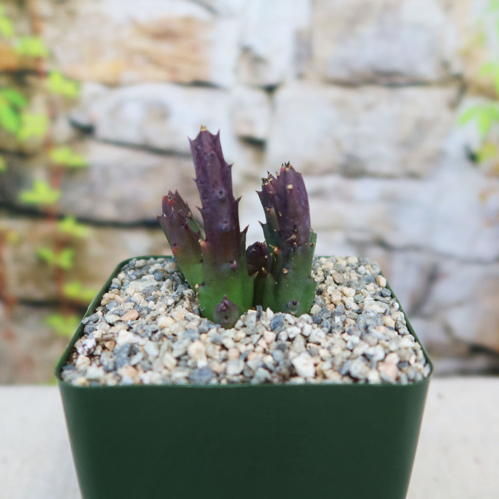 Potted indoor plant with glossy green leaves beside a small Buddha statue