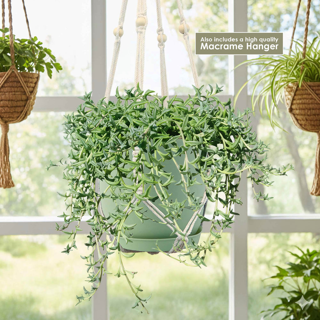 String of Dolphins &