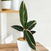 Tricolor Prayer Plant - Stromanthe Triostar