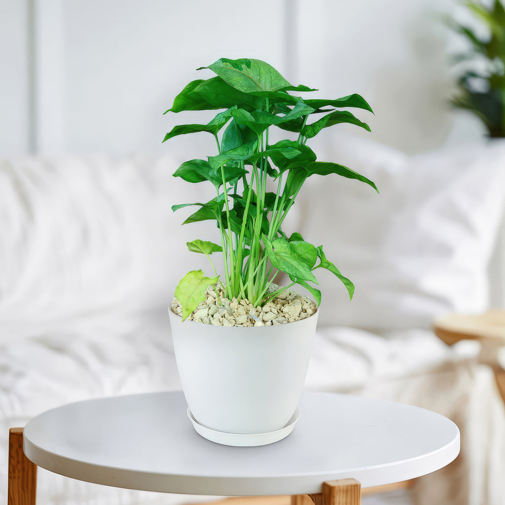 Syngonium ‘Berry Allusion’