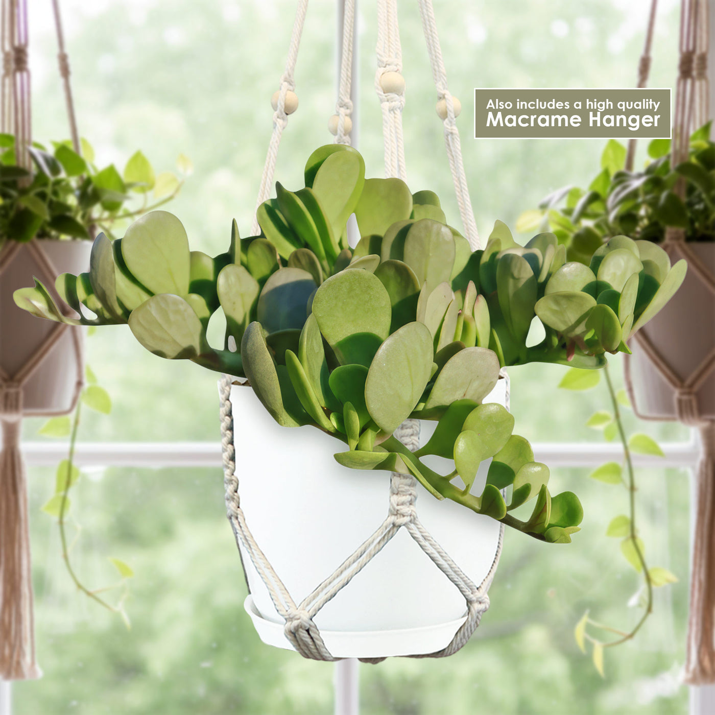 trailing jade succulent Shop 'Trailing Jade - Senecio jacobsenii' Care and Growing guide