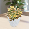 Variegated Ghost Plant - Graptopetalum Paraguayense Variegata 4 inch