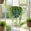 Variegated String of Pearls - Senecio Rowleyanus Variegated