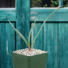 Pale Leaf Yucca Plant ‘Yucca pallida’