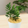 ZZ Plant ‘Zamioculcas zamiifolia’