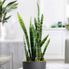 The Zeylanica Snake Plant features tall green leaves with light horizontal stripes, making it an easy-care choice for bright indoor spaces.