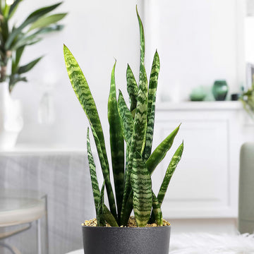 Shop 'Zeylanica Snake Plant - Sansevieria zeylanica' Care and Info
