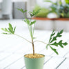 Kiepersol Tree ‘Cussonia paniculata’