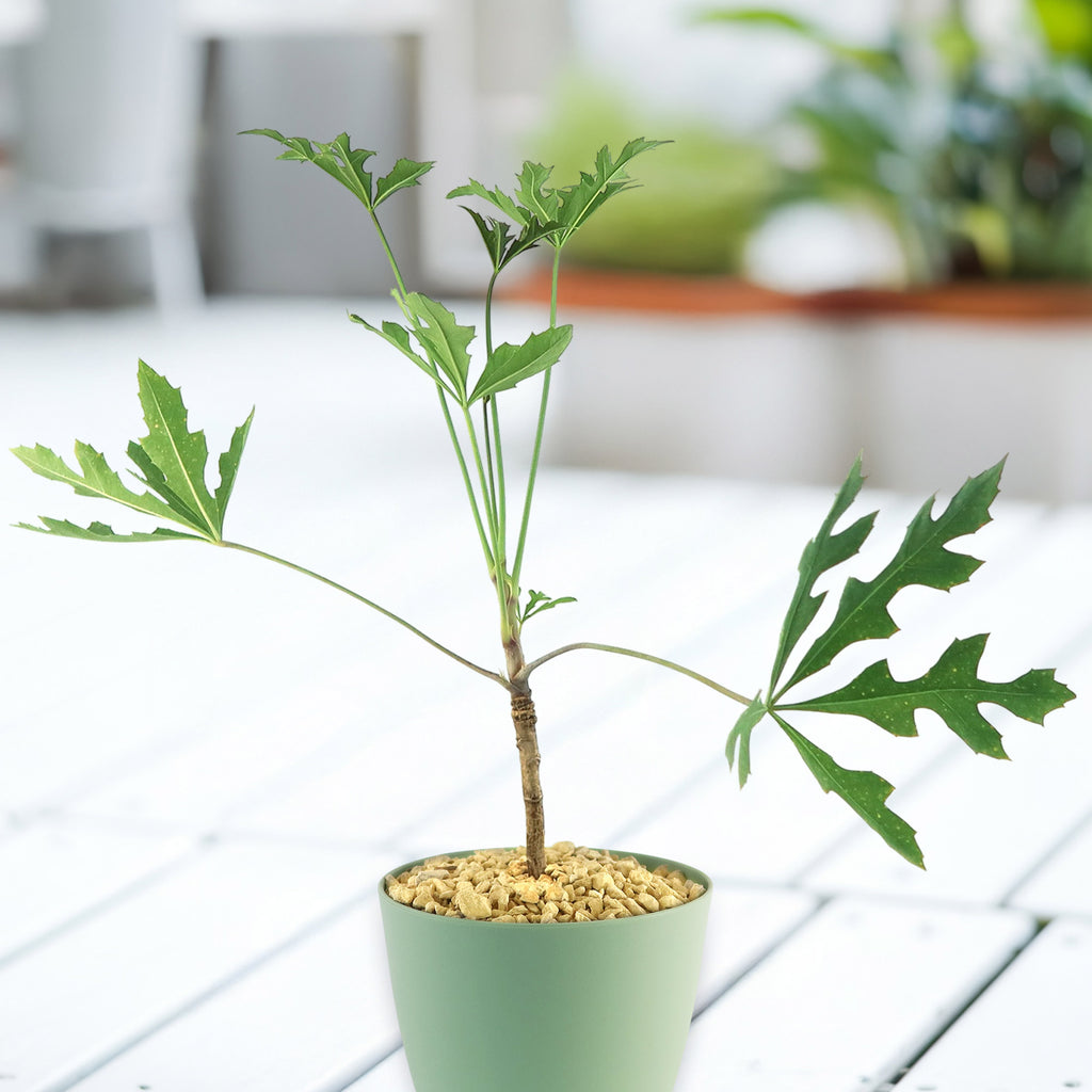 Kiepersol Tree ‘Cussonia paniculata’