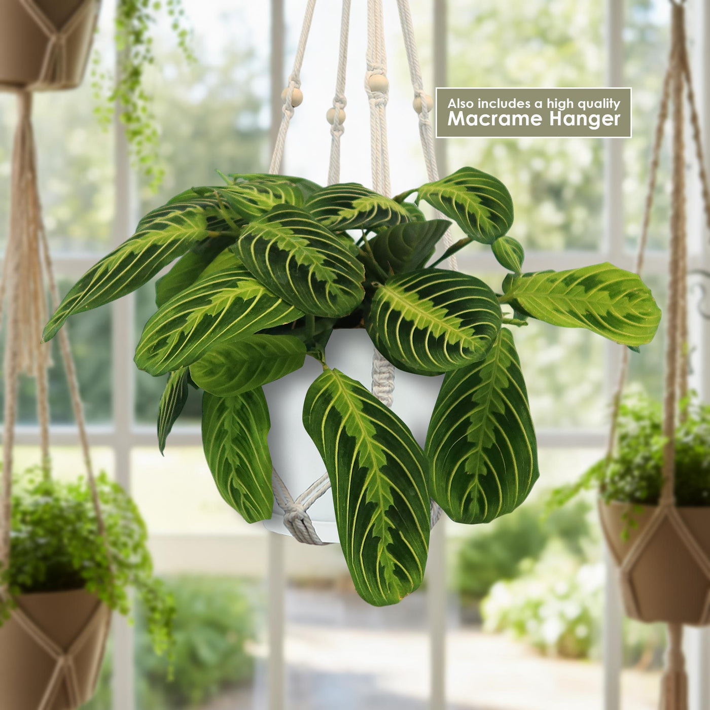 lime plant indoor Shop 'Lemon Lime Maranta – Lemon Lime Prayer Plant' Care and Info