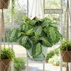 Front view of Maranta leuconeura Silver Band Prayer Plant with striped leaves and included macrame hanger by a bright window