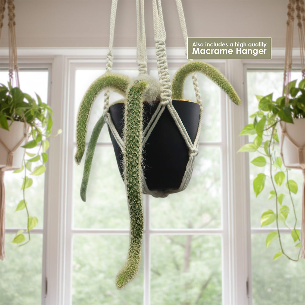 Monkey Tail Cactus – Cleistocactus colademononis 